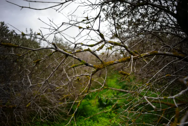 Carl Zeiss Flektogon f4 20mm (m42).md - 00004510.webp