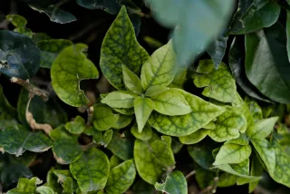 Zenith Helios-77M-4 50mm f1.8 VOMZ (M42) - 00000989.webp