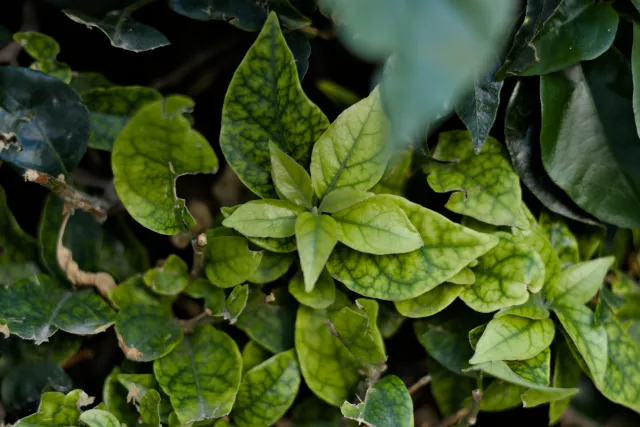 Zenith Helios-77M-4 50mm f1.8 VOMZ (M42) - 00000989.webp