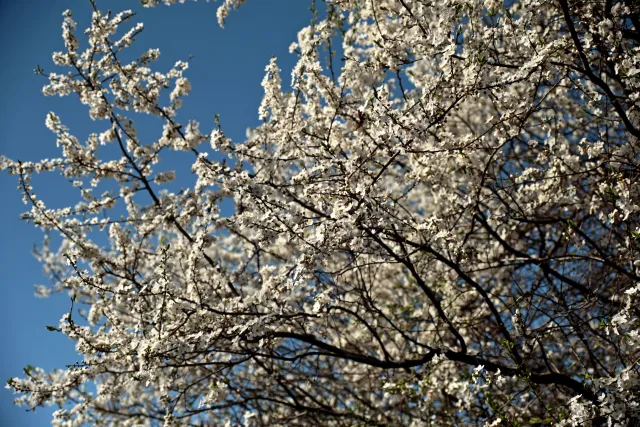 Vivitar Series 1 28-105mm f2.8-3.8 VMC Macro (Olympus OM) - 00005508.webp