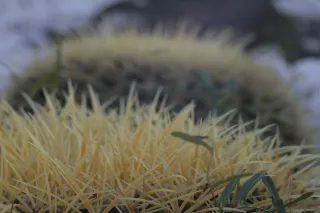 Zenith Helios-77M-4 50mm f1.8 VOMZ (M42) - 00002677.webp