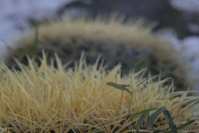 Zenith Helios-77M-4 50mm f1.8 VOMZ (M42) - 00002677.webp