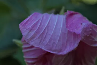 Meyer-Optik Görlitz Primagon 35mm f4.5 (M42) - 00000261.webp