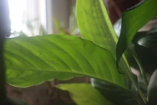 Super Paragon PMC II Auto 28mm f2.8 (Minolta MD) - 00004725.webp