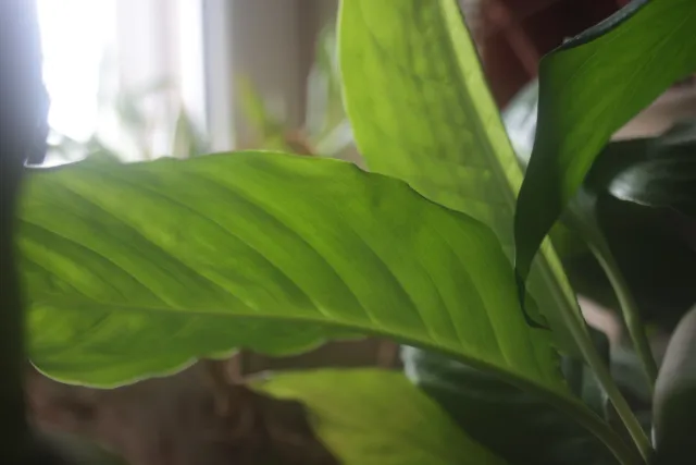 Super Paragon PMC II Auto 28mm f2.8 (Minolta MD) - 00004725.webp