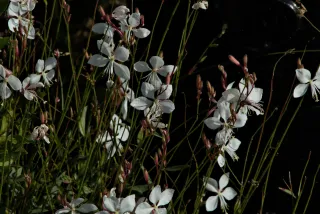 Tamron 28-300mm F3.5-6.3 (EF) - 00000354.webp