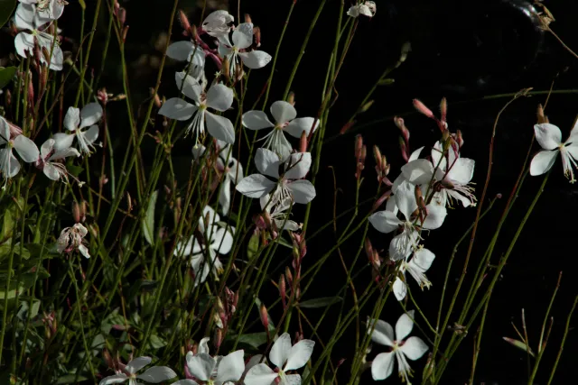 Tamron 28-300mm F3.5-6.3 (EF) - 00000354.webp