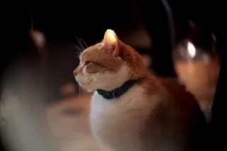 Simplex Ampro Ltd 2.5cala (63.5mm) f1.8 16mm (DIY) - 00002525.webp