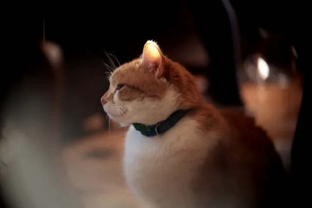 Simplex Ampro Ltd 2.5cala (63.5mm) f1.8 16mm (DIY) - 00002525.webp