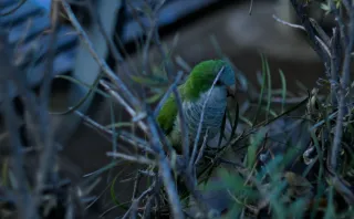 Zenith Helios-77M-4 50mm f1.8 VOMZ (M42) - 00000185.webp