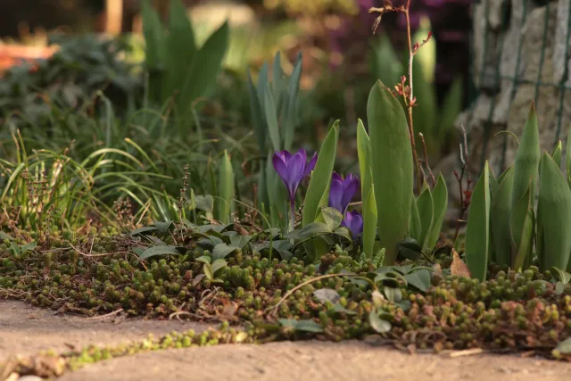 Olympus E-Zuiko Auto-T 135mm f3.5 (Olympus OM) - 00005377.webp