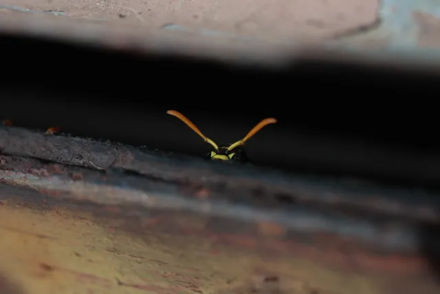 Canon Macro Lens FD 50mm f3.5 S.S.C. (FD) - 00005639.webp