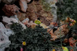 Carl Zeiss Flektogon f4 20mm (m42).md - 00004521.webp