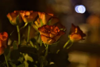 Jena Biotar 58mm f2.0 (wczesny, ~1953) (M42) - 00000013.webp