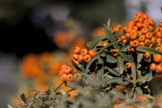 Zenith Helios-77M-4 50mm f1.8 VOMZ (M42) - 00001104.webp