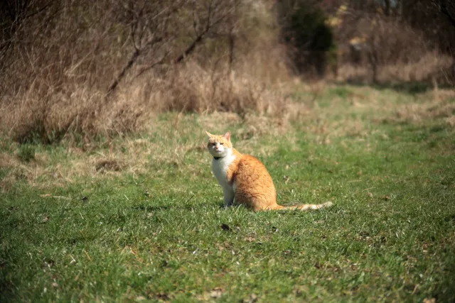 Vivitar Series 1 28-105mm f2.8-3.8 VMC Macro (Olympus OM) - 00005517.webp