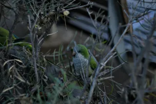 Zenith Helios-77M-4 50mm f1.8 VOMZ (M42) - 00000186.webp