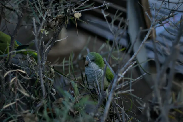 Zenith Helios-77M-4 50mm f1.8 VOMZ (M42) - 00000186.webp