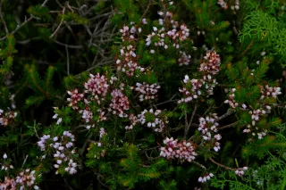 Tamron 28-300mm F3.5-6.3 (EF) - 00004571.webp