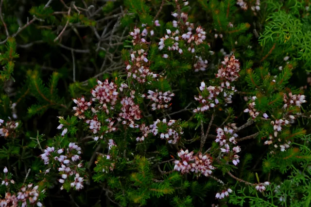 Tamron 28-300mm F3.5-6.3 (EF) - 00004571.webp