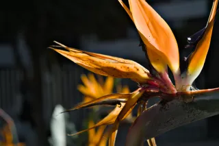 Industar-50-2 50mm f3.5 (M42) - 00000134.webp