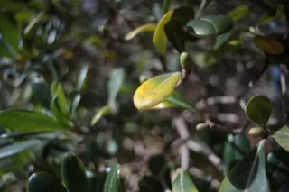 Carl Zeiss Flektogon f4 20mm (m42).md - 00003911.webp