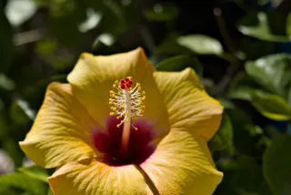 Zenith Helios-77M-4 50mm f1.8 VOMZ (M42) - 00001039.webp