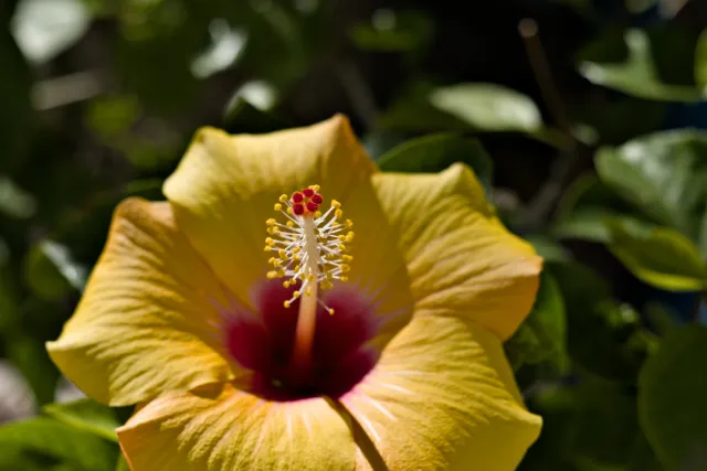 Zenith Helios-77M-4 50mm f1.8 VOMZ (M42) - 00001039.webp