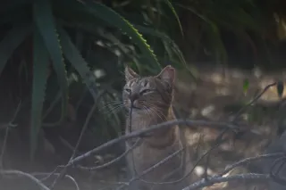 Simplex Ampro Ltd 2.5cala (63.5mm) f1.8 16mm (DIY) - 00003136.webp