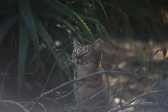 Simplex Ampro Ltd 2.5cala (63.5mm) f1.8 16mm (DIY) - 00003136.webp