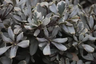 Tair-11A 135mm f2.8 (M42) - 00003322.webp