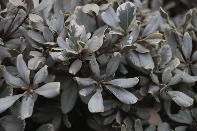 Tair-11A 135mm f2.8 (M42) - 00003322.webp