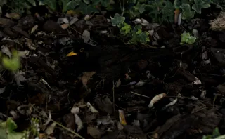 Zenith Helios-77M-4 50mm f1.8 VOMZ (M42) - 00000993.webp