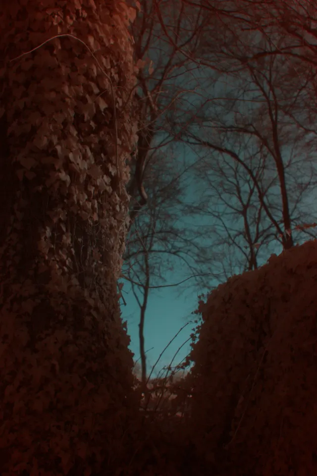 Vivitar 28mm f2.5 (M42) - 00004846.webp