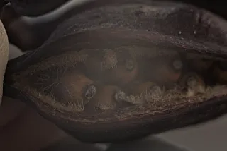 Industar-50-2 50mm f3.5 (M42) - 00002404.webp