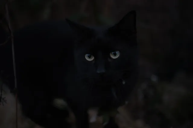 Kilfitt Makro-Kilar D f2.8 40mm (EXA) - 00004888.webp