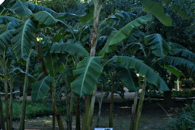 Zenith Helios-77M-4 50mm f1.8 VOMZ (M42) - 00000741.webp