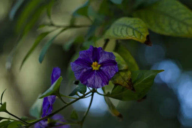 Zenith Helios-77M-4 50mm f1.8 VOMZ (M42) - 00001101.webp