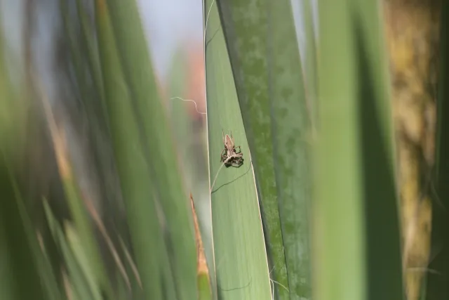 Helios 44-M-2 Trioplan Mod (M42) - 00005148.webp