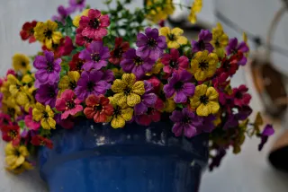 Zenith Helios-77M-4 50mm f1.8 VOMZ (M42) - 00001046.webp