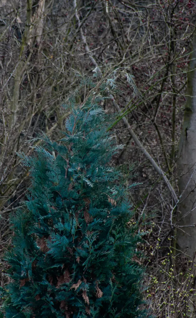 Sears Auto Zoom 70-210mm f4-5.6 (Pentax-K) - 00005004.webp