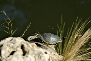 Zenith Helios-77M-4 50mm f1.8 VOMZ (M42) - 00001091.webp