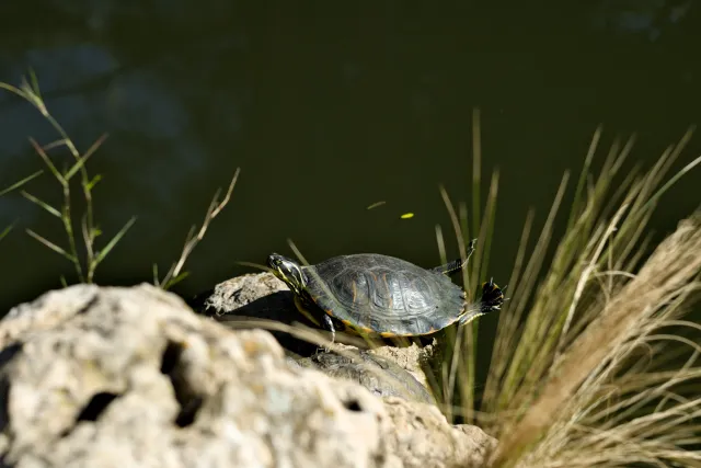 Zenith Helios-77M-4 50mm f1.8 VOMZ (M42) - 00001091.webp