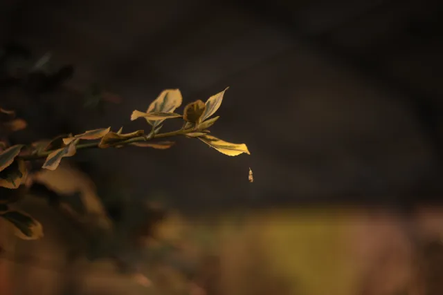 Yashica Lens DSB 55mm f2 (CY) - 00005392.webp