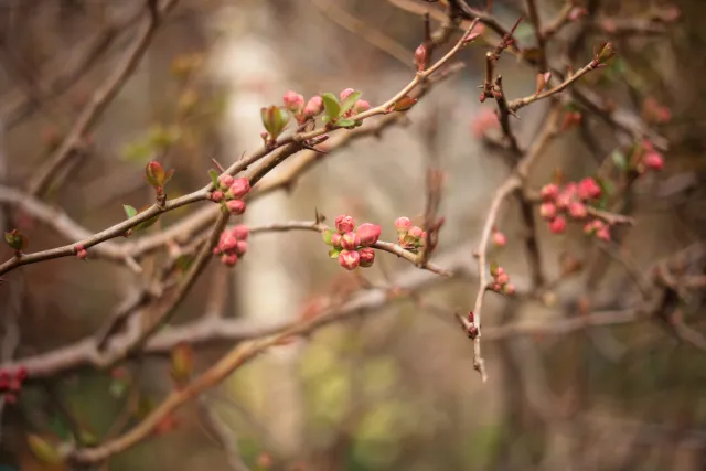 Yashica Lens DSB 55mm f2 (CY) - 00005404.webp