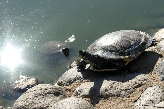 Zenith Helios-77M-4 50mm f1.8 VOMZ (M42) - 00001106.webp