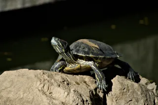 Tamron 28-300mm F3.5-6.3 (EF) - 00001098.webp