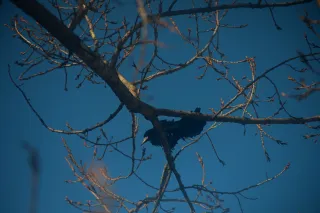 Vivitar Series 1 70-210mm f3.5 Macro Focusing (FD) - 00004738.webp