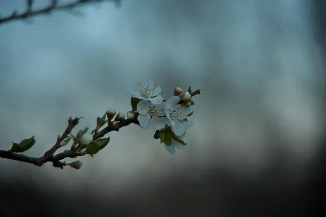 Vivitar 28-85mm f3.5-4.5 MC Macro Focusing Zoom (Olympus OM) - 00005466.webp