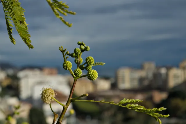 Meyer-Optik Görlitz Primagon 35mm f4.5 (M42) - 00001144.webp